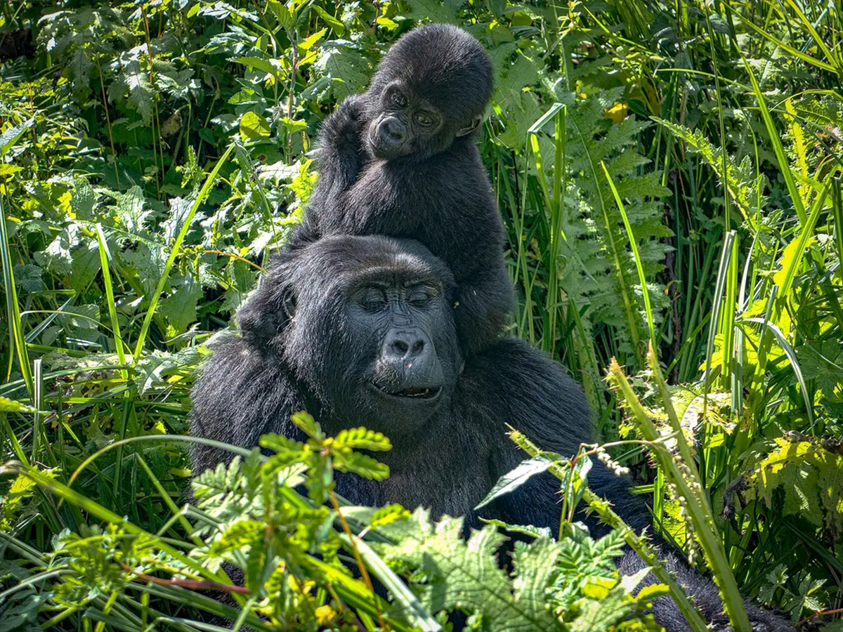 Uganda Gorilla & Wildlife Safari