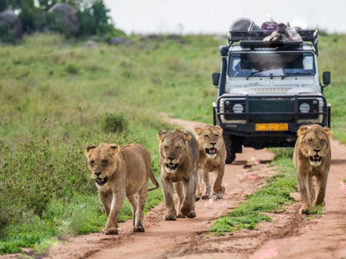 Africa Adventure Safari Tour