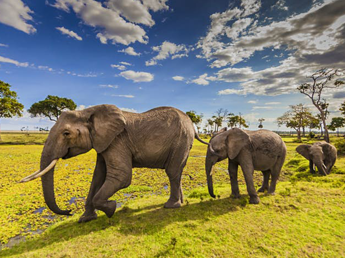 Africa Adventure Safari Tour