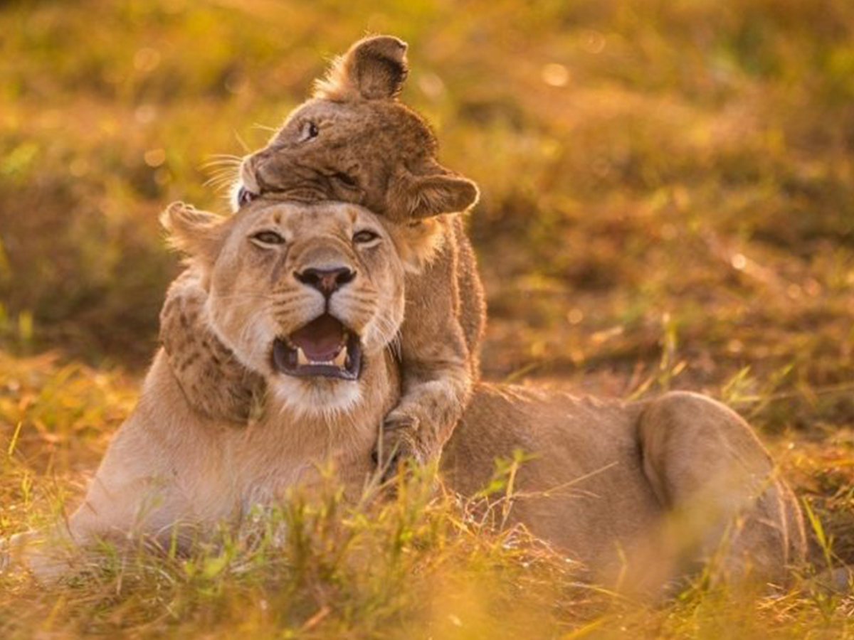 3 Days Masai Mara Safari