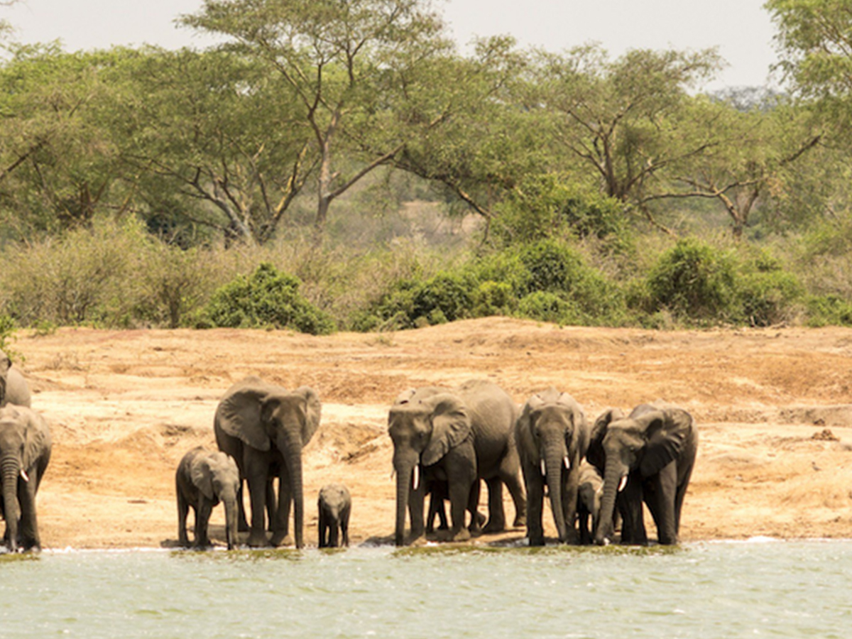 3 Days Queen Elizabeth Wildlife Safari