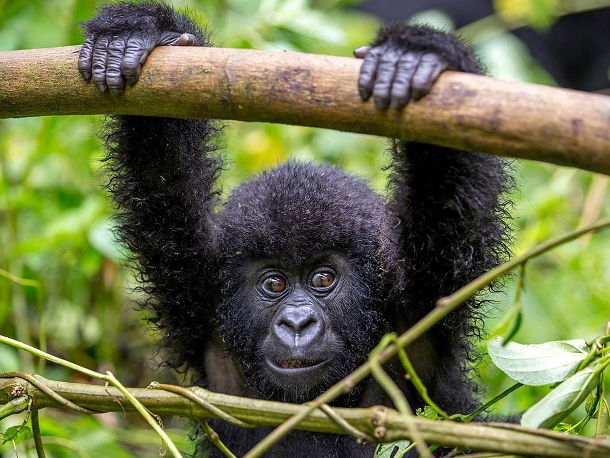 15 Days Gorilla Chimps Big 5