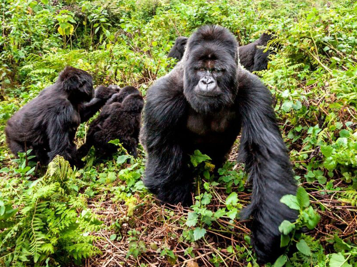 Uganda Gorilla & Wildlife Safari