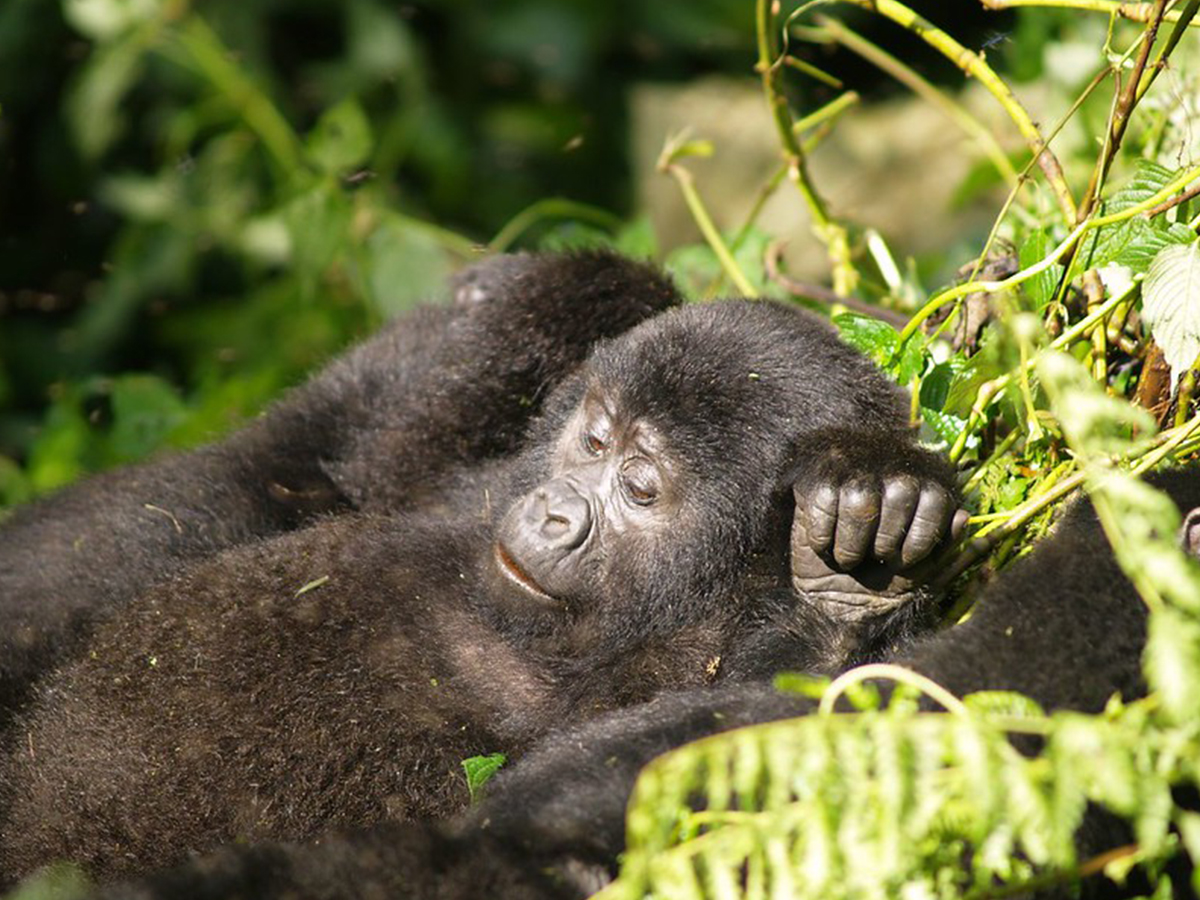 Africa Adventure Safari Tour
