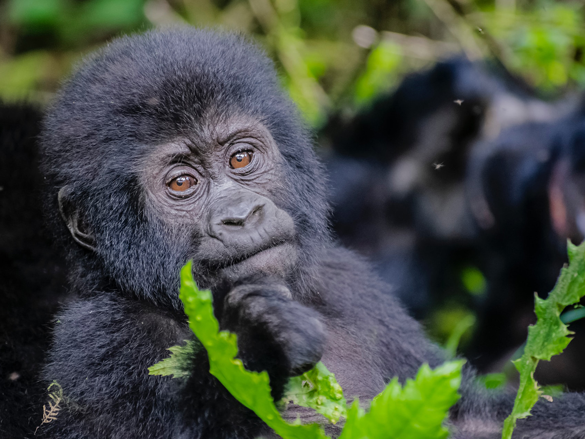 25 Days Rwanda Uganda Kenya and Tanzania