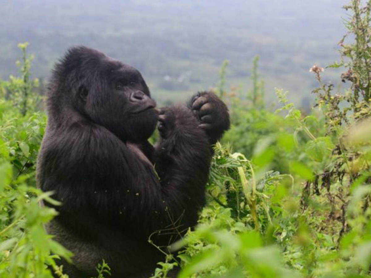 Gorilla trekking in congo