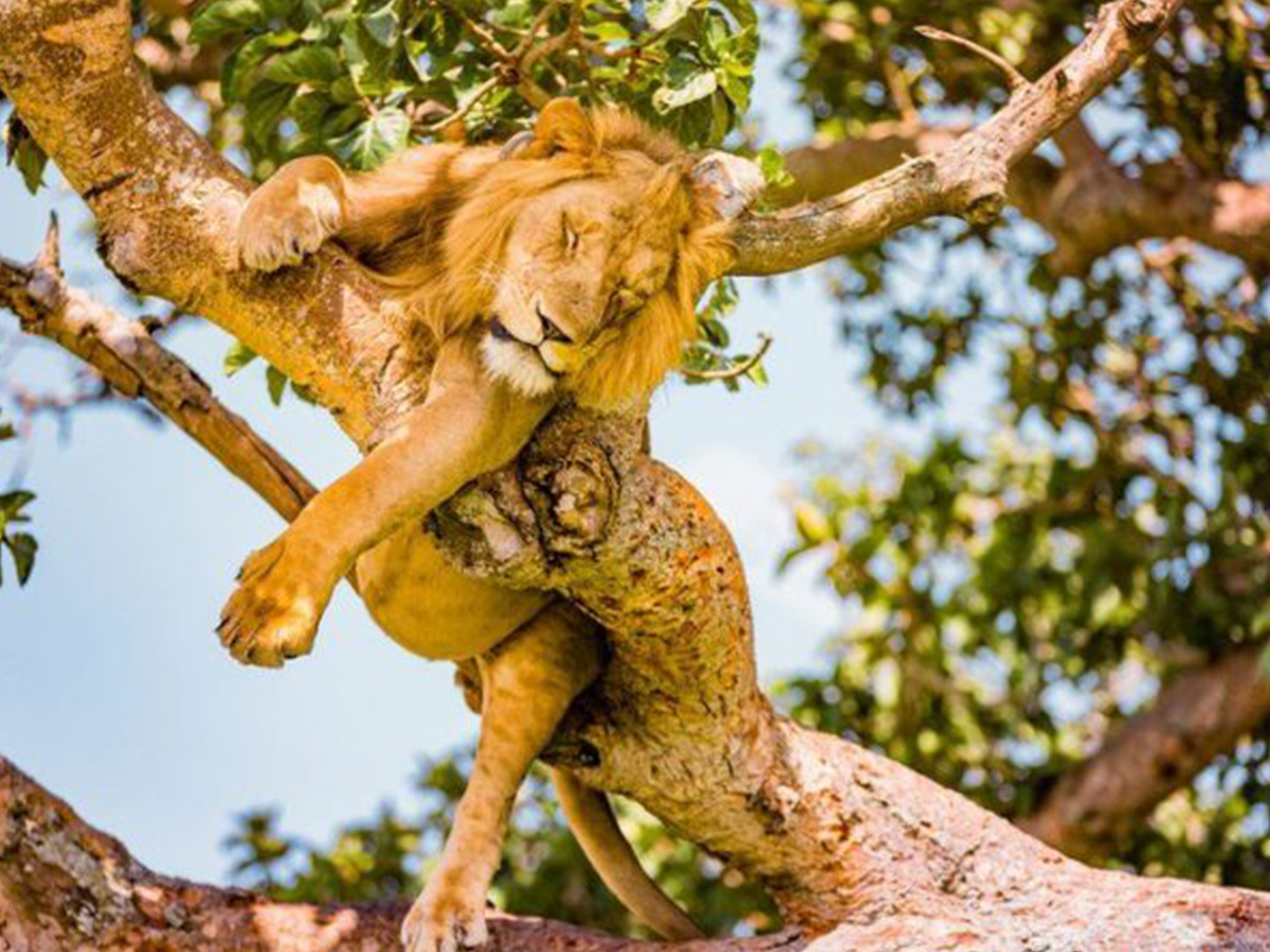 3 Days Queen Elizabeth Wildlife Safari