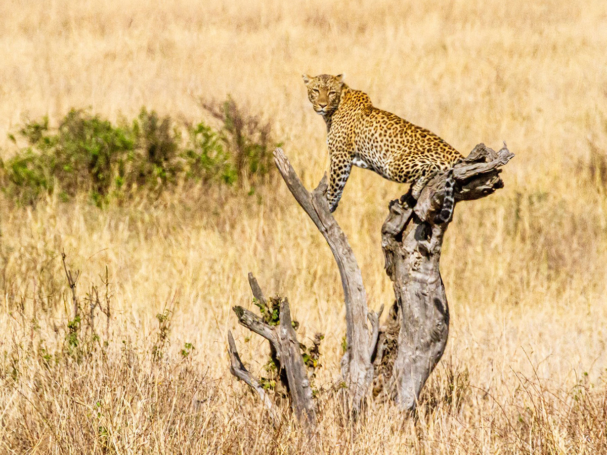 Africa Adventure Safari Tour