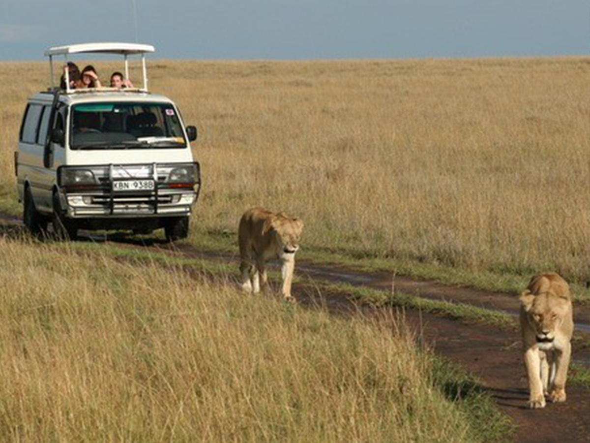 Uganda Gorilla & Wildlife Safari