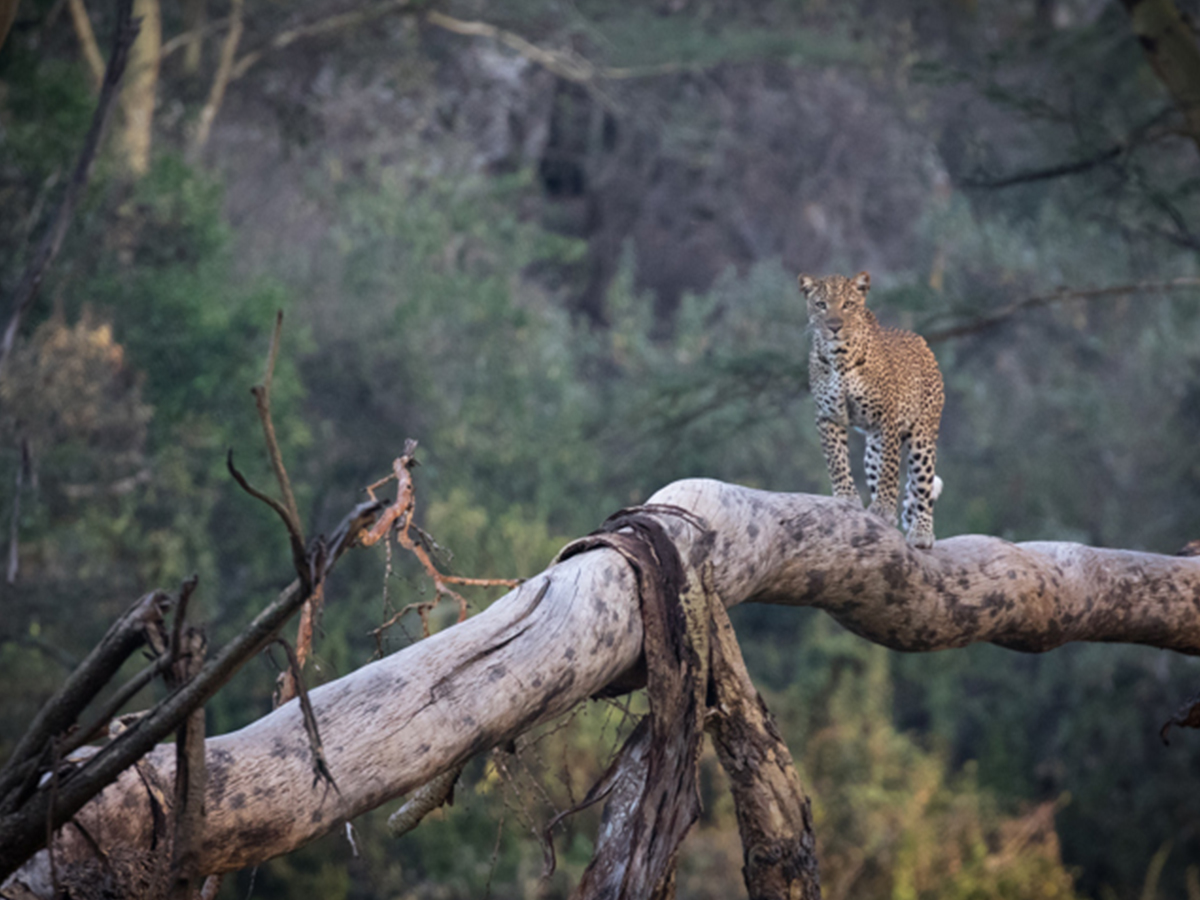 Africa Adventure Safari Tour