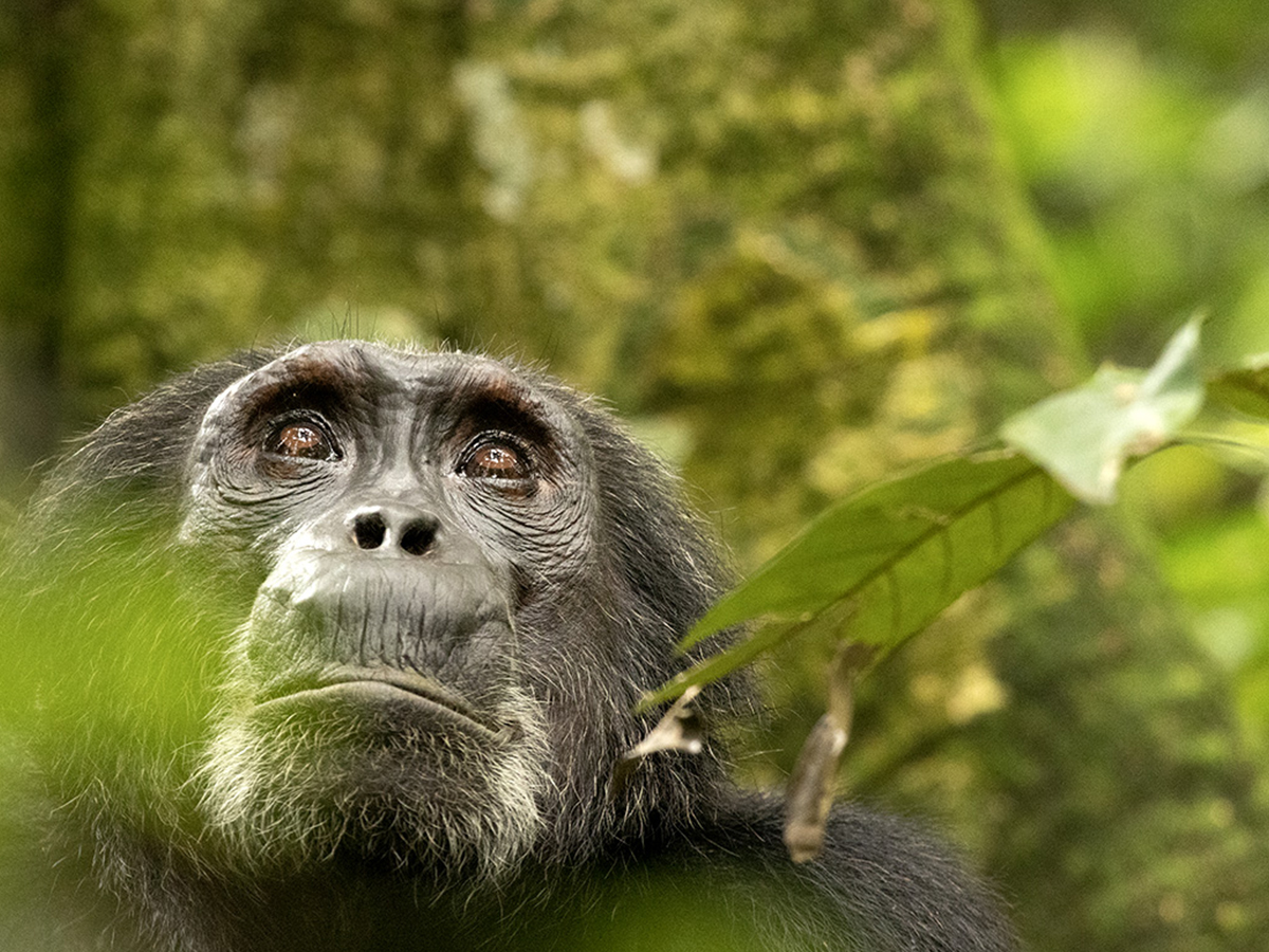 3 Days Chimpanzee Trekking Uganda