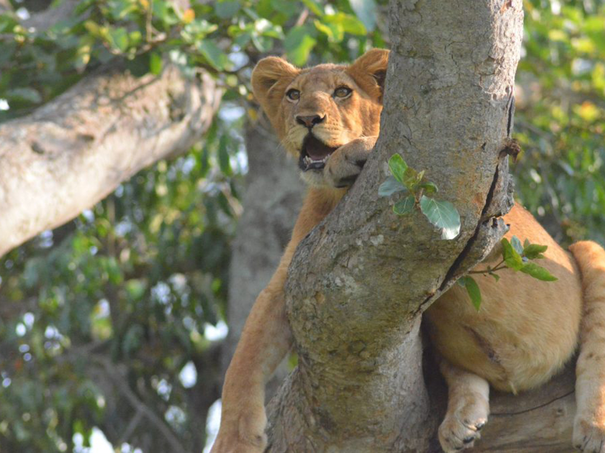 Uganda Gorilla & Wildlife Safari