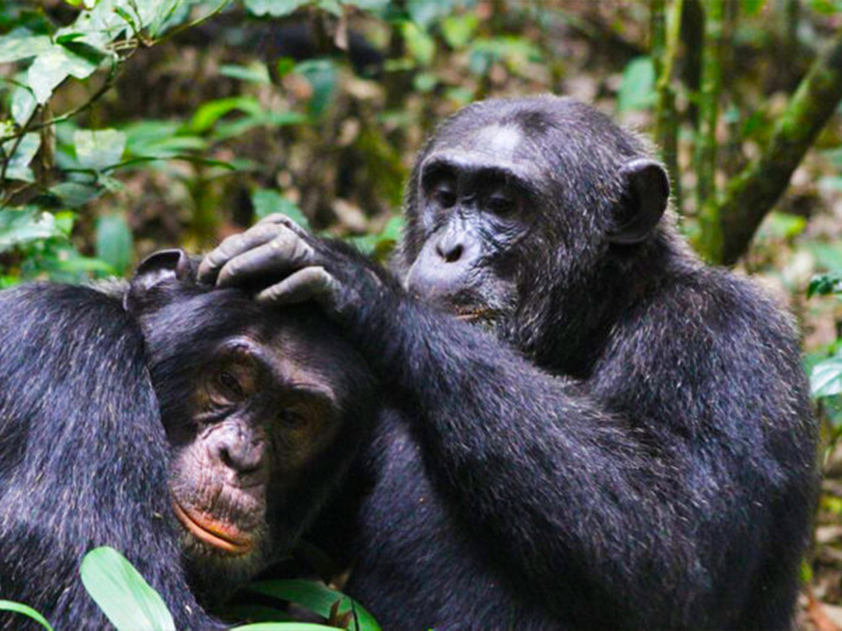 3 Days Chimpanzee trekking Uganda