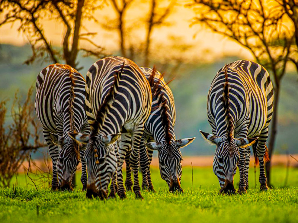 Africa Adventure Safari Tour