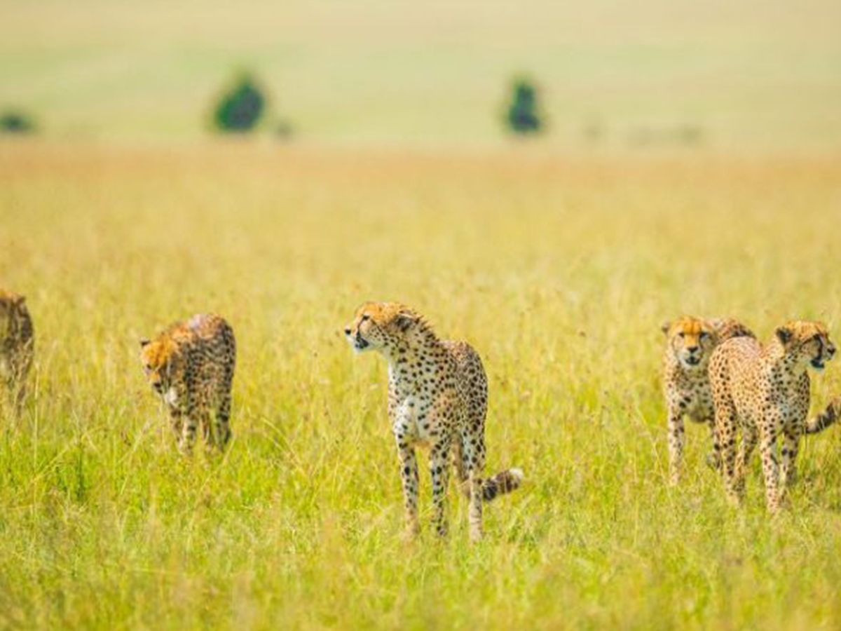 3 Days Masai Mara Safari Tour
