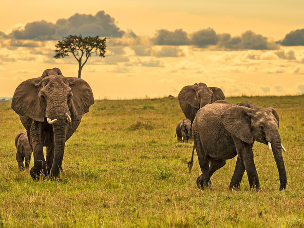 6 Day Kenya Game Safari