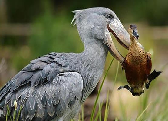 Uganda Birding Watching Safaris