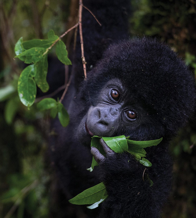 Rwanda Safaris Tour Holidays