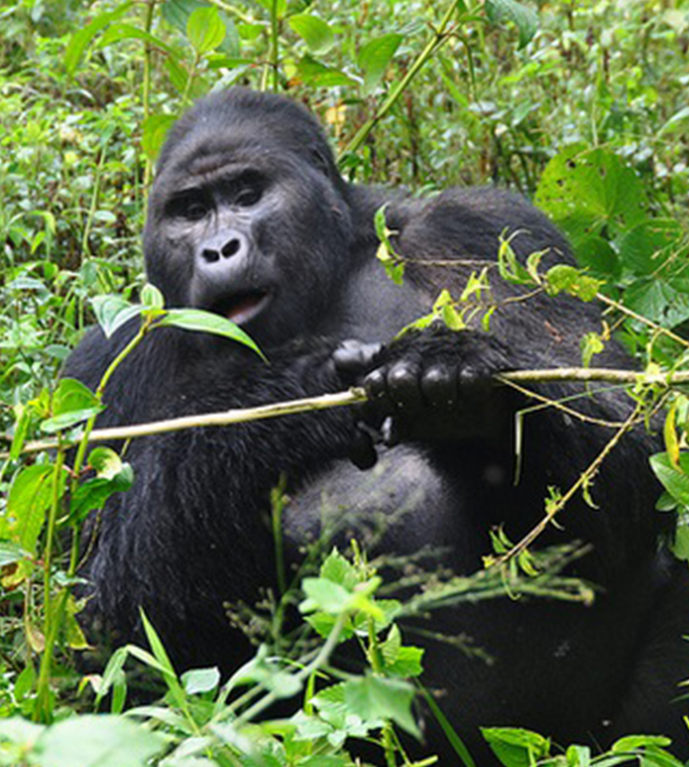 Gorilla Trekking Tours in Uganda