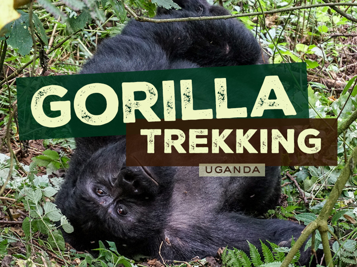 3 days gorilla tracking tour