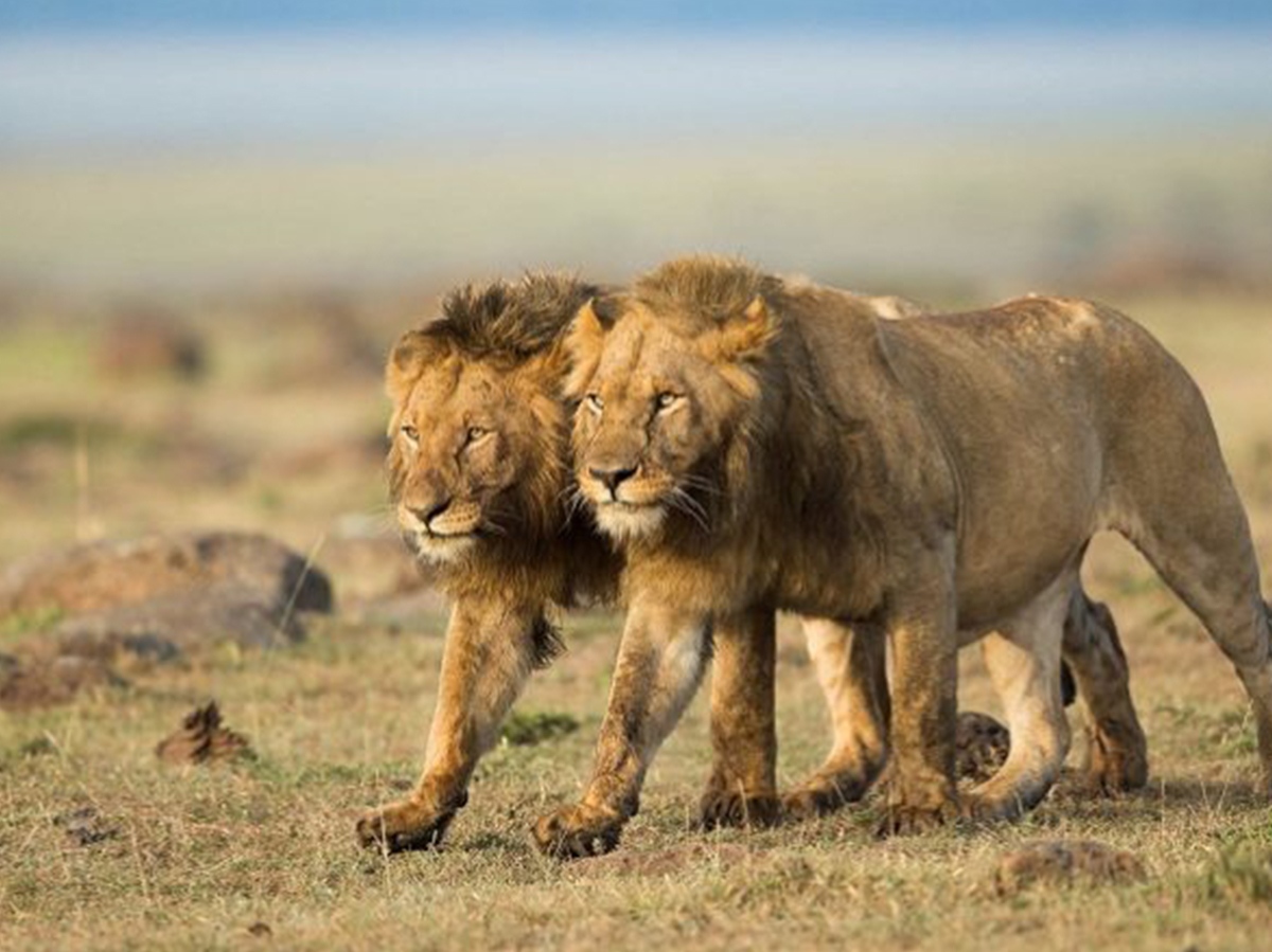 Great Wildlife Migration in Kenya