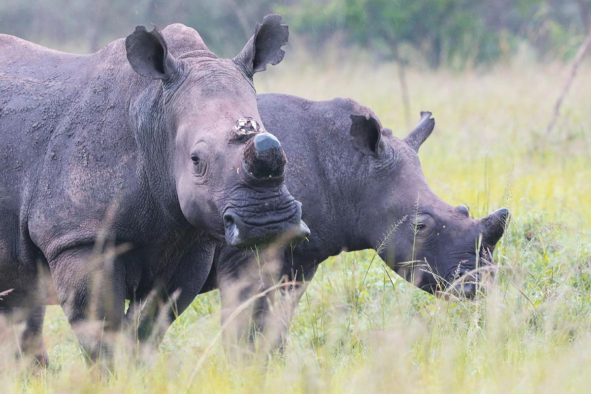 Uganda Safari Tours & Holidays