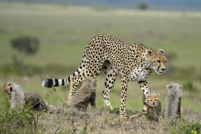 Uganda Safari Tours & Holidays