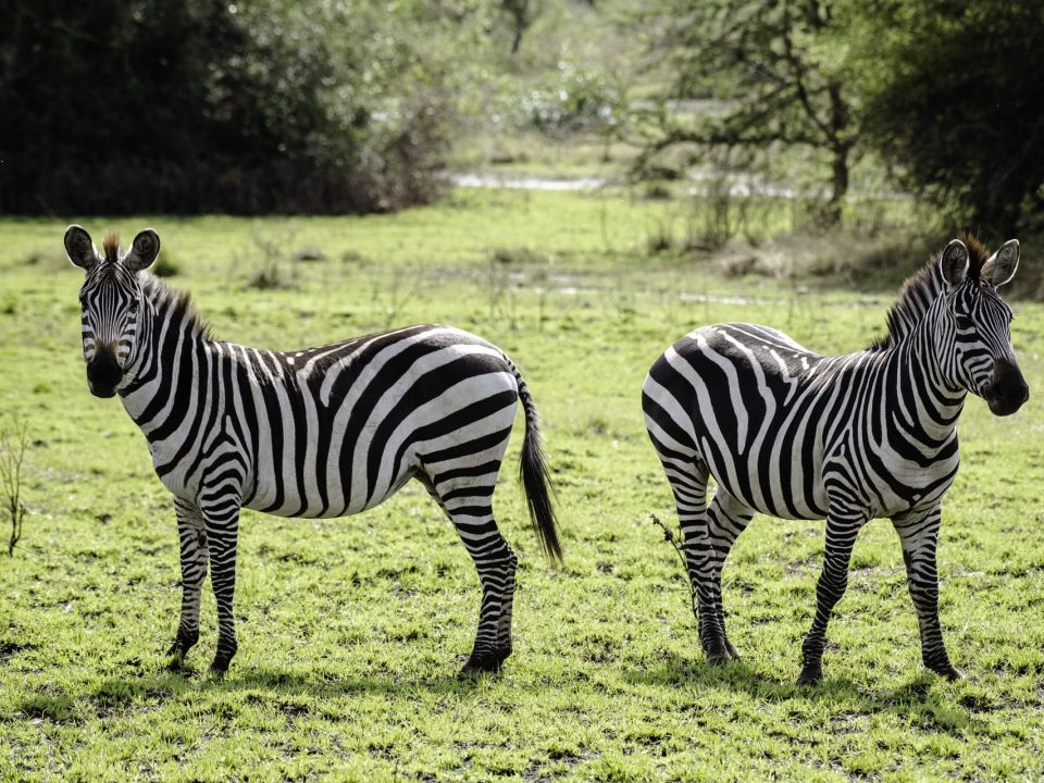 Best National Parks in Uganda