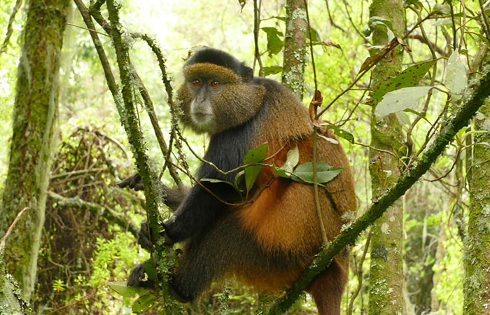 Uganda Safari Tours & Holidays
