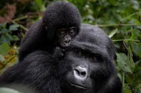 Uganda Safari Tours & Holidays