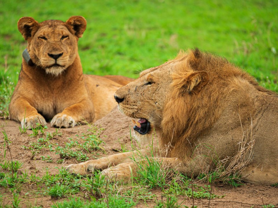 Things to Do on a Uganda Safari