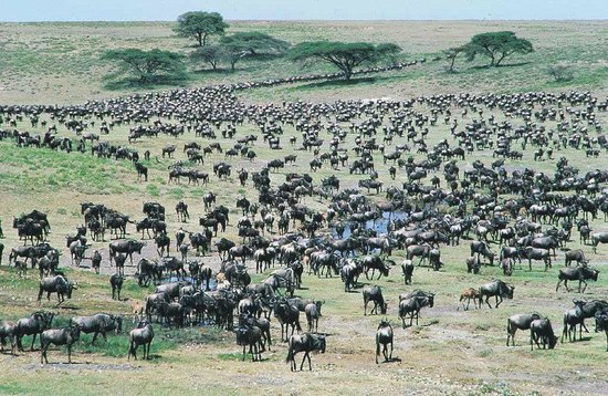 Uganda Safari Tours & Holidays