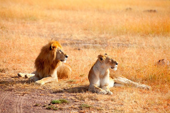 Uganda Safari Tours & Holidays