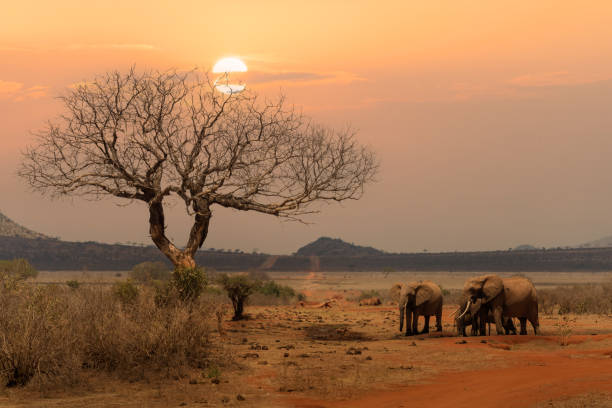 Uganda Safari Tours & Holidays