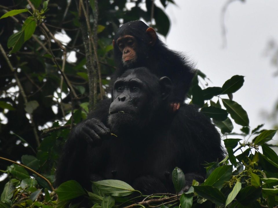 Chimpanzee Trekking in Nyungwe National Park