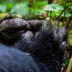 Gorilla trekking in Bwindi Vs Mgahinga National Park
