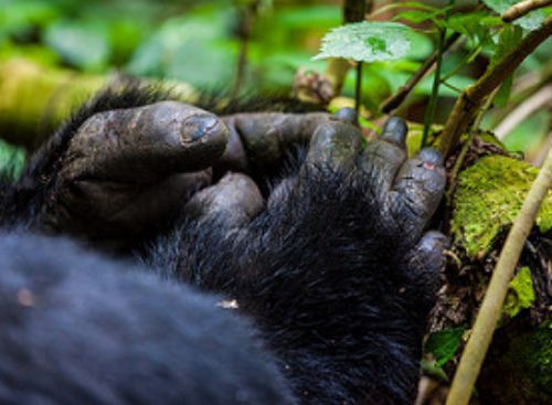 Gorilla trekking in Bwindi Vs Mgahinga National Park