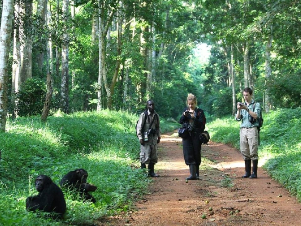 Habituation Chimpanzee experience