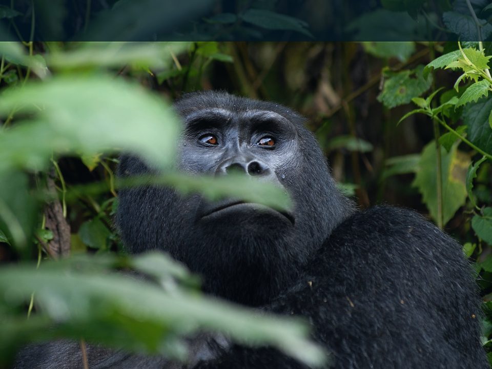 Buhoma sector of bwindi is one of the four premier regions for mountain gorilla trekking in Uganda