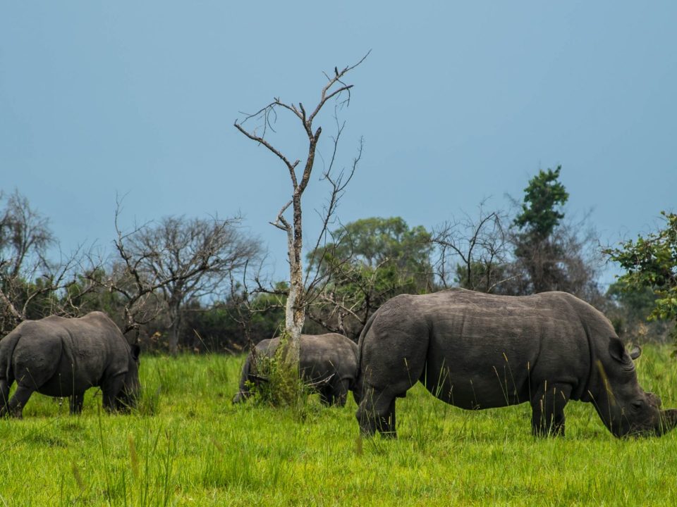 Ziwa Rhino Sanctuary is the sole location in Uganda where you can observe rhinos in the wild. This sanctuary was established in 2005 as part of a conservation initiative to reintroduce rhinos to Uganda after they had been declared extinct in the country during the 1980s due to poaching and habitat loss.