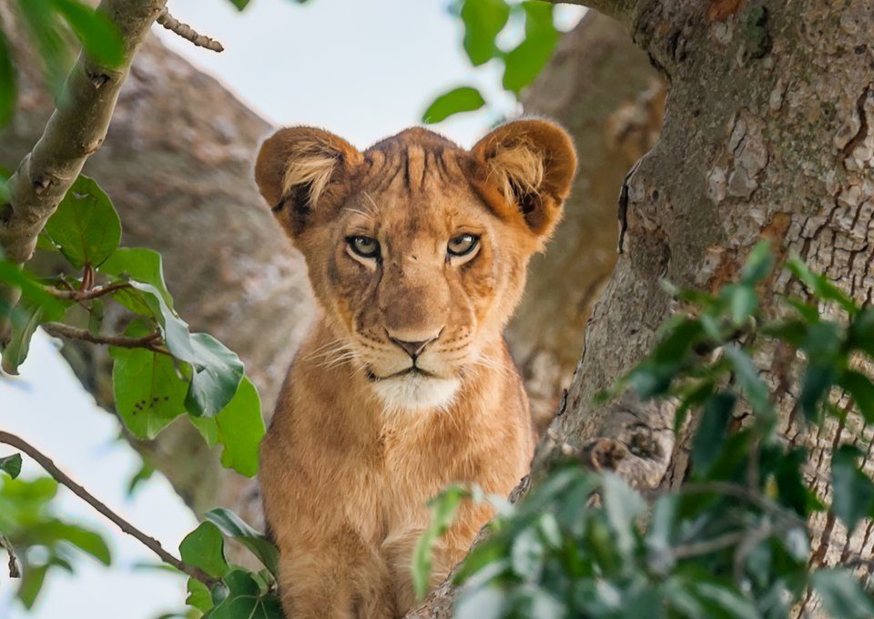 Best Time to Visit Uganda for Gorilla Trekking, Safaris & Wildlife