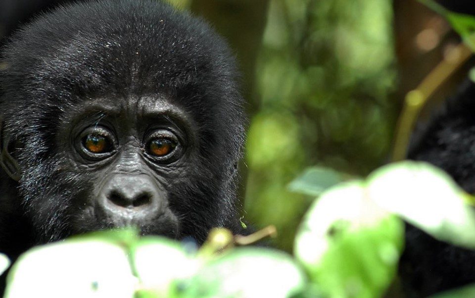 Gorilla Trekking Safari in Uganda