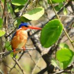 Bigodi Wetland Sanctuary