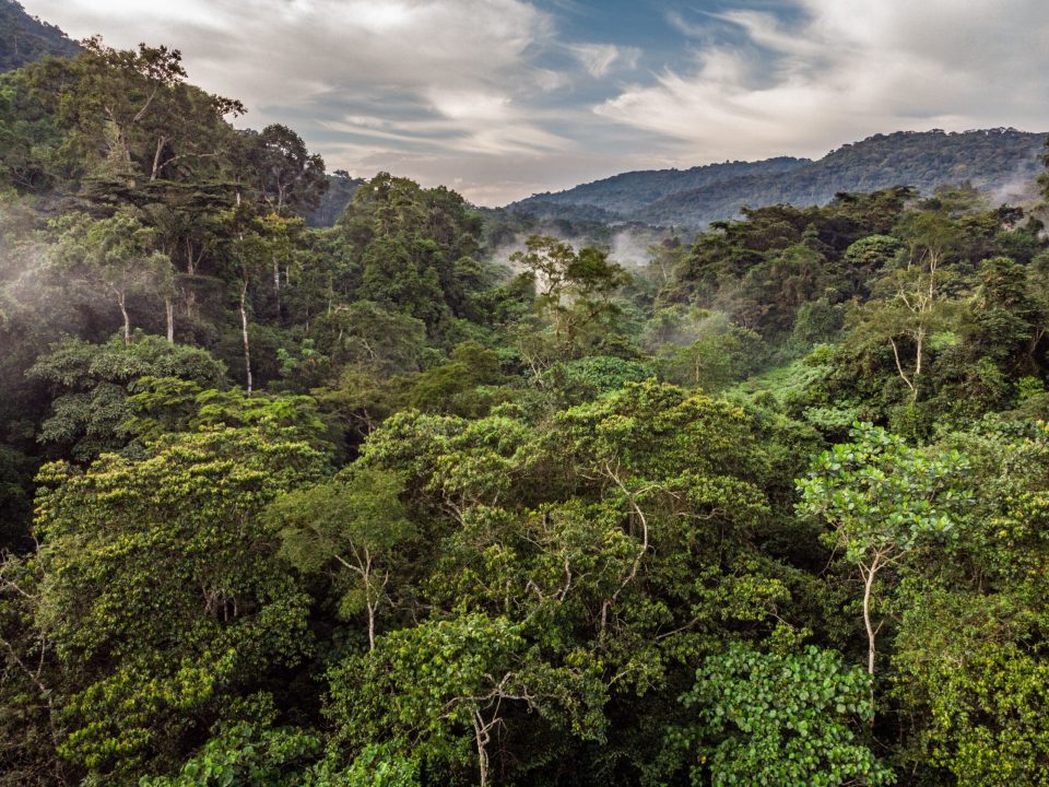 Bwindi Impenetrable National Park is often described as one of the most extraordinary wildlife experiences in the world