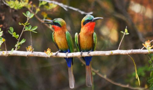 Uganda’s best birding destinations