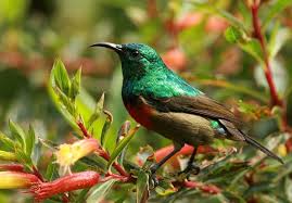 Uganda’s best birding destinations