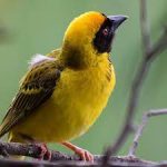 Bird Watching in Uganda