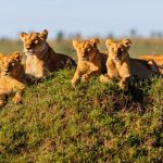 when planning a safari to East Africa