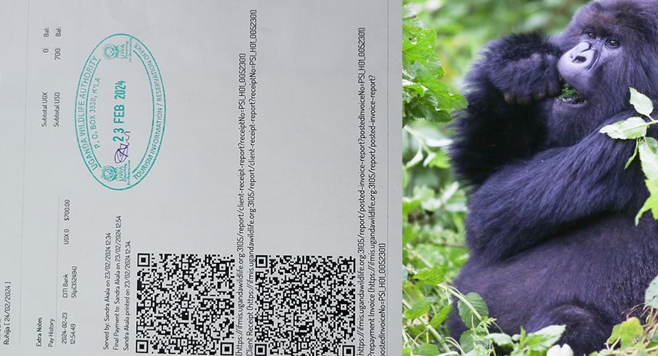 Uganda Gorilla Trekking Permits