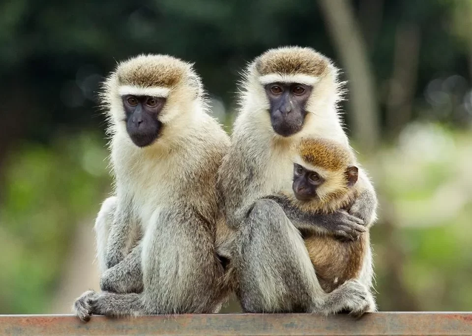 Discovering Uganda’s Primate Wonders Uganda is home to a dazzling array of monkey species: